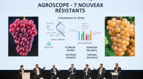 New Resilient Grape Varieties for Sustainable Viticulture